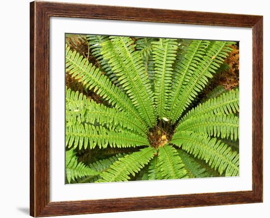 Crown Fern, Catlins, South Island, New Zealand-David Wall-Framed Photographic Print