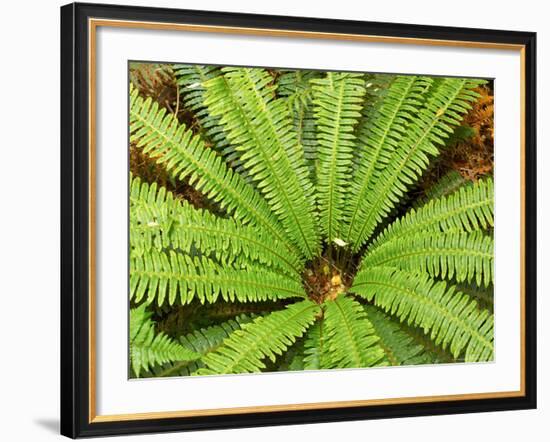 Crown Fern, Catlins, South Island, New Zealand-David Wall-Framed Photographic Print