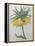 Crown Flower - Fritillaire-Pierre-Joseph Redoute-Framed Stretched Canvas