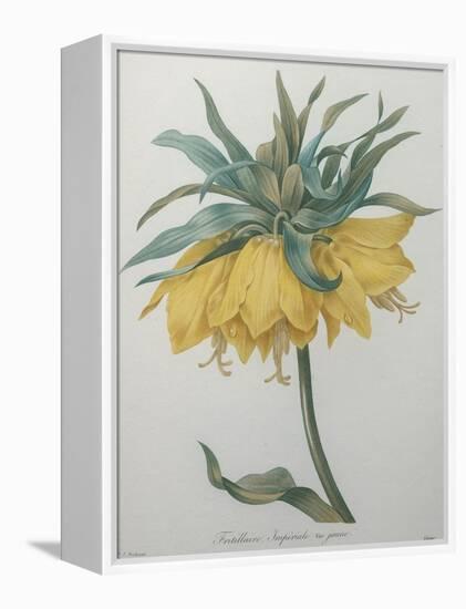 Crown Flower - Fritillaire-Pierre-Joseph Redoute-Framed Stretched Canvas