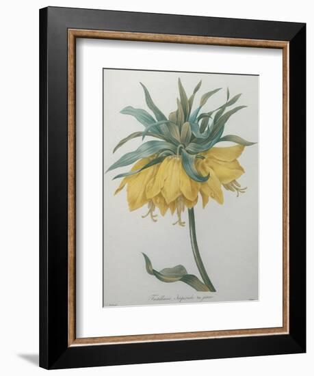 Crown Flower - Fritillaire-Pierre-Joseph Redoute-Framed Art Print