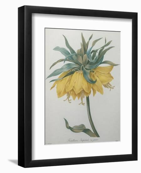 Crown Flower - Fritillaire-Pierre-Joseph Redoute-Framed Art Print