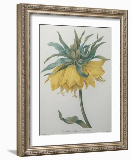 Crown Flower - Fritillaire-Pierre-Joseph Redoute-Framed Art Print