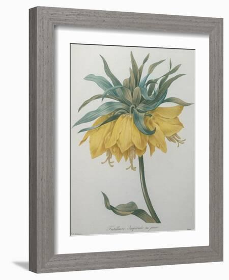 Crown Flower - Fritillaire-Pierre-Joseph Redoute-Framed Art Print