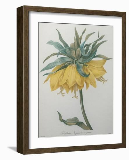 Crown Flower - Fritillaire-Pierre-Joseph Redoute-Framed Art Print