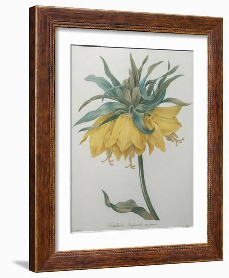 Crown Flower - Fritillaire-Pierre-Joseph Redoute-Framed Art Print