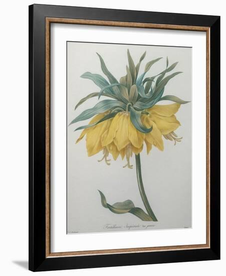 Crown Flower - Fritillaire-Pierre-Joseph Redoute-Framed Art Print