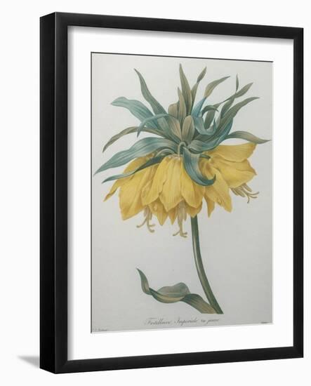 Crown Flower - Fritillaire-Pierre-Joseph Redoute-Framed Art Print