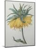 Crown Flower - Fritillaire-Pierre-Joseph Redoute-Mounted Art Print