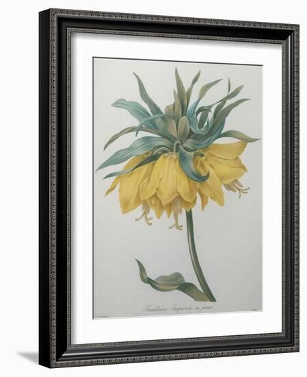 Crown Flower - Fritillaire-Pierre-Joseph Redoute-Framed Art Print