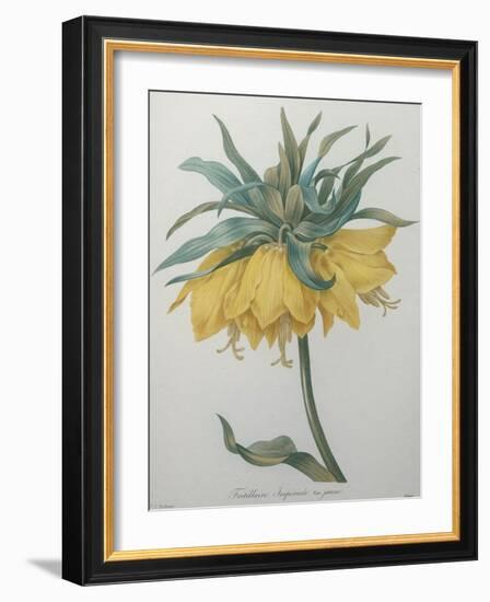 Crown Flower - Fritillaire-Pierre-Joseph Redoute-Framed Art Print