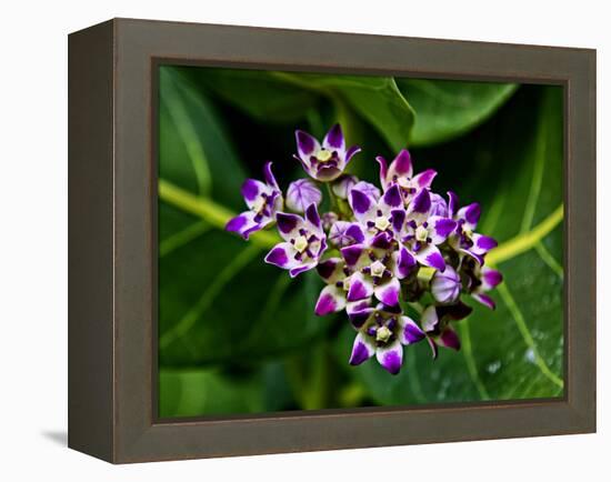 Crown Flower in Virgin Gorda, British Virgin Islands-Joe Restuccia III-Framed Premier Image Canvas