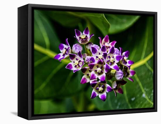 Crown Flower in Virgin Gorda, British Virgin Islands-Joe Restuccia III-Framed Premier Image Canvas