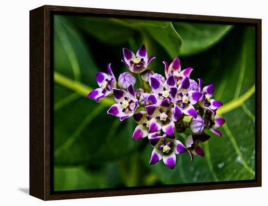 Crown Flower in Virgin Gorda, British Virgin Islands-Joe Restuccia III-Framed Premier Image Canvas