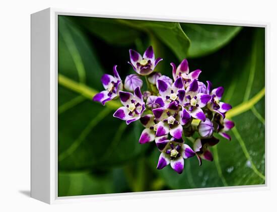 Crown Flower in Virgin Gorda, British Virgin Islands-Joe Restuccia III-Framed Premier Image Canvas