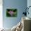 Crown Flower in Virgin Gorda, British Virgin Islands-Joe Restuccia III-Photographic Print displayed on a wall