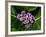 Crown Flower in Virgin Gorda, British Virgin Islands-Joe Restuccia III-Framed Photographic Print