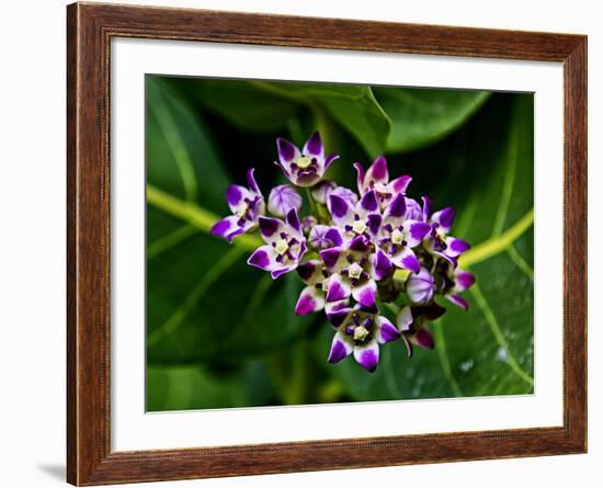 Crown Flower in Virgin Gorda, British Virgin Islands-Joe Restuccia III-Framed Photographic Print