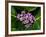 Crown Flower in Virgin Gorda, British Virgin Islands-Joe Restuccia III-Framed Photographic Print