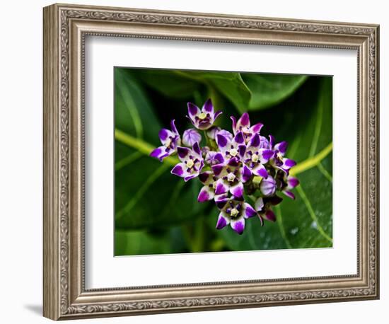 Crown Flower in Virgin Gorda, British Virgin Islands-Joe Restuccia III-Framed Photographic Print