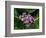 Crown Flower in Virgin Gorda, British Virgin Islands-Joe Restuccia III-Framed Photographic Print