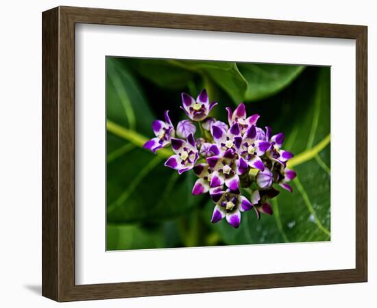 Crown Flower in Virgin Gorda, British Virgin Islands-Joe Restuccia III-Framed Photographic Print