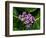 Crown Flower in Virgin Gorda, British Virgin Islands-Joe Restuccia III-Framed Photographic Print