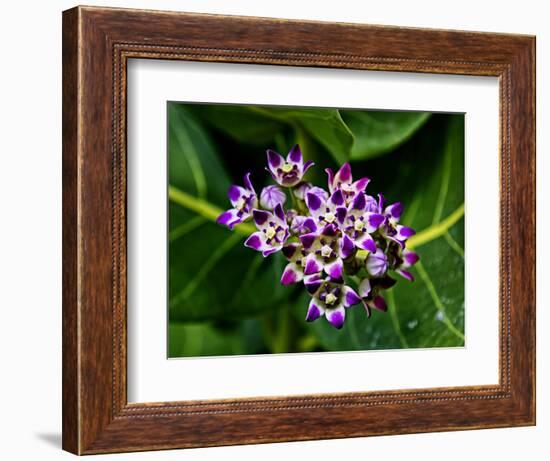 Crown Flower in Virgin Gorda, British Virgin Islands-Joe Restuccia III-Framed Photographic Print