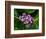 Crown Flower in Virgin Gorda, British Virgin Islands-Joe Restuccia III-Framed Photographic Print