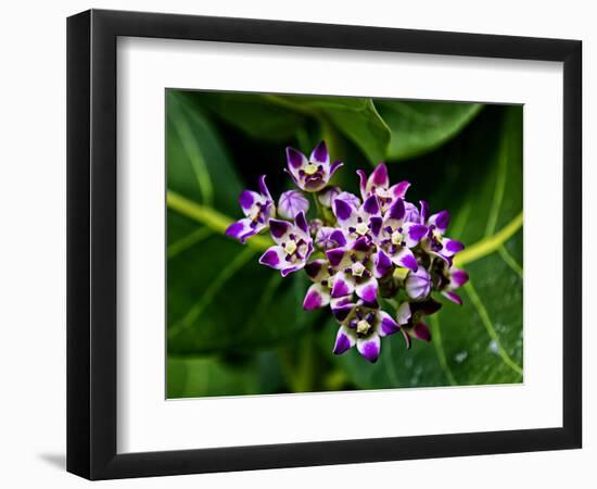 Crown Flower in Virgin Gorda, British Virgin Islands-Joe Restuccia III-Framed Photographic Print