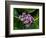 Crown Flower in Virgin Gorda, British Virgin Islands-Joe Restuccia III-Framed Photographic Print