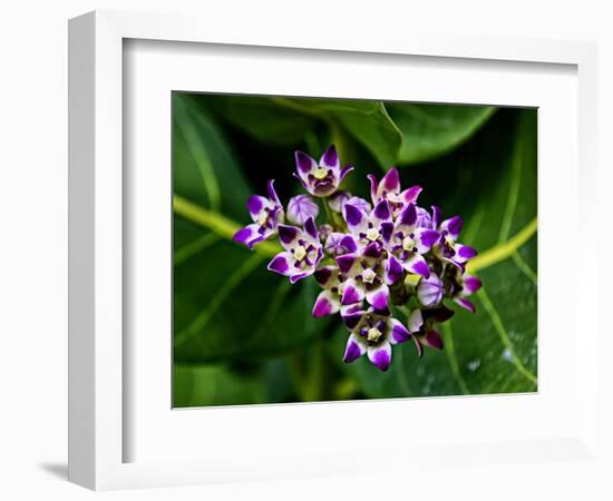Crown Flower in Virgin Gorda, British Virgin Islands-Joe Restuccia III-Framed Photographic Print