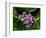 Crown Flower in Virgin Gorda, British Virgin Islands-Joe Restuccia III-Framed Photographic Print