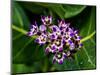 Crown Flower in Virgin Gorda, British Virgin Islands-Joe Restuccia III-Mounted Photographic Print