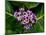 Crown Flower in Virgin Gorda, British Virgin Islands-Joe Restuccia III-Mounted Photographic Print