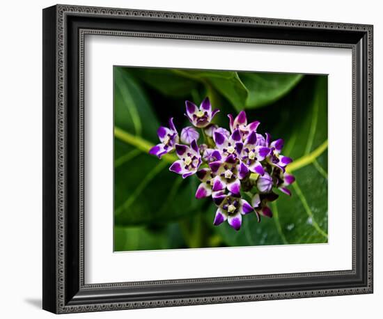 Crown Flower in Virgin Gorda, British Virgin Islands-Joe Restuccia III-Framed Photographic Print