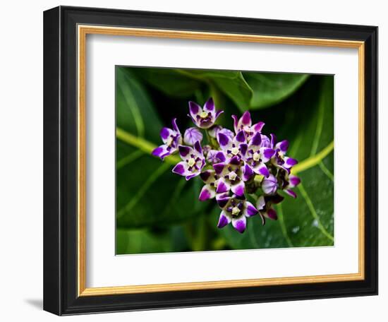 Crown Flower in Virgin Gorda, British Virgin Islands-Joe Restuccia III-Framed Photographic Print