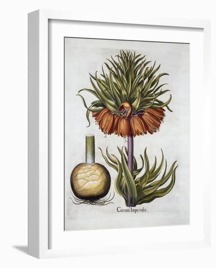 Crown Imperial Called Fritillaria, from 'Hortus Eystettensis', by Basil Besler (1561-1629) Pub. 161-German School-Framed Giclee Print