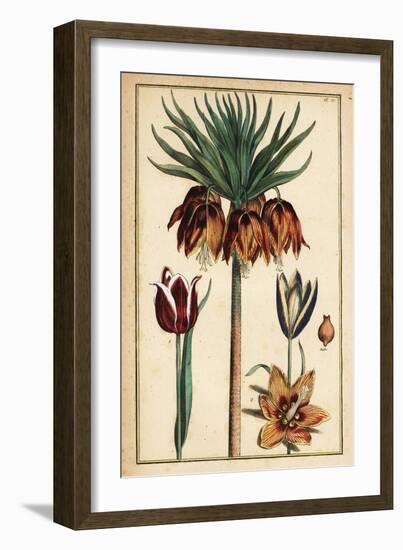 Crown Imperial Lily, Fritillaria Imperialis, and Tulips, Tulipa Gesneriana-Daniel Rabel-Framed Giclee Print