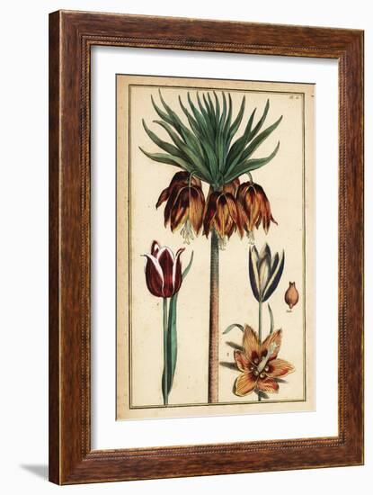 Crown Imperial Lily, Fritillaria Imperialis, and Tulips, Tulipa Gesneriana-Daniel Rabel-Framed Giclee Print