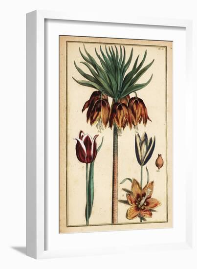 Crown Imperial Lily, Fritillaria Imperialis, and Tulips, Tulipa Gesneriana-Daniel Rabel-Framed Giclee Print