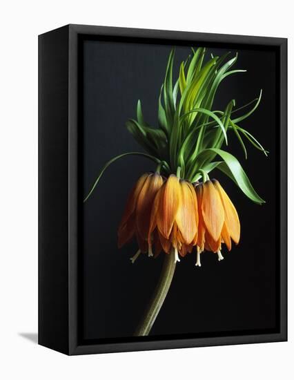 Crown Imperial-Clay Perry-Framed Premier Image Canvas
