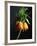 Crown Imperial-Clay Perry-Framed Photographic Print