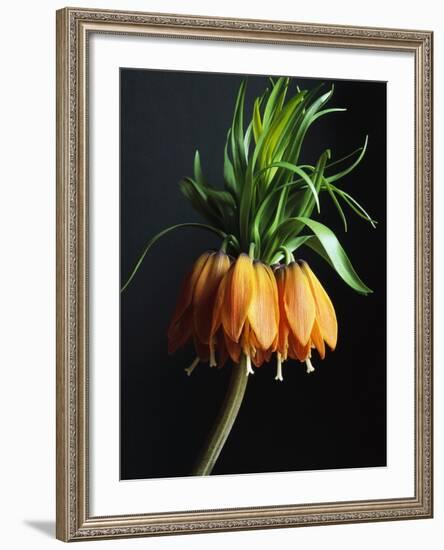 Crown Imperial-Clay Perry-Framed Photographic Print