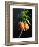 Crown Imperial-Clay Perry-Framed Photographic Print