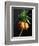 Crown Imperial-Clay Perry-Framed Photographic Print