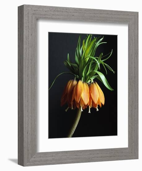 Crown Imperial-Clay Perry-Framed Photographic Print