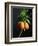 Crown Imperial-Clay Perry-Framed Photographic Print