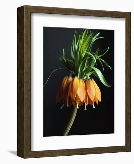 Crown Imperial-Clay Perry-Framed Photographic Print