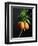 Crown Imperial-Clay Perry-Framed Photographic Print